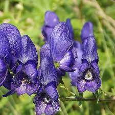 Attēlu rezultāti vaicājumam “Aconitum napellus bud”