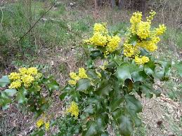 Attēlu rezultāti vaicājumam “Mahonia aquifolium”