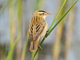 Attēlu rezultāti vaicājumam “Acrocephalus schoenobaenus”