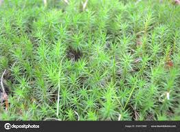 Attēlu rezultāti vaicājumam “Sphagnum girgensohnii”