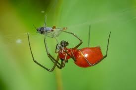 Attēlu rezultāti vaicājumam “Linyphiidae”