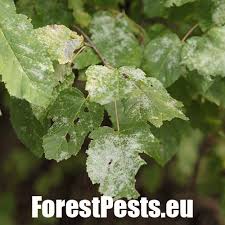 Attēlu rezultāti vaicājumam “Sawadaea tulasnei”