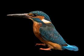 Attēlu rezultāti vaicājumam “Alcedo atthis”