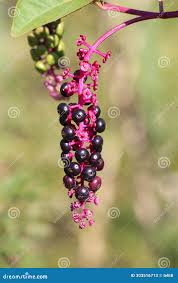 Attēlu rezultāti vaicājumam “Phytolaccaceae”