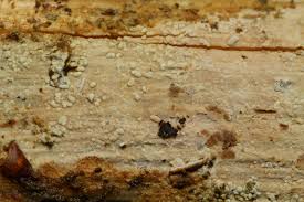 Attēlu rezultāti vaicājumam “Basidiodendron”