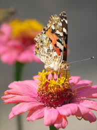 Attēlu rezultāti vaicājumam “Vanessa cardui”