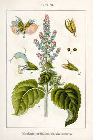 Image result for Salvia sclarea