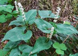 Attēlu rezultāti vaicājumam “Maianthemum bifolium fruit”
