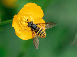 Attēlu rezultāti vaicājumam “Oxyrrhynchium hians var. rigidum macro”
