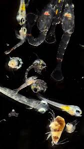 Attēlu rezultāti vaicājumam “Phronia sp. larva”