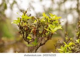 Attēlu rezultāti vaicājumam “Rhododendron sichotense”