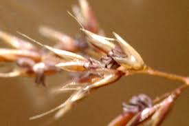 Attēlu rezultāti vaicājumam “Agrostis canina”