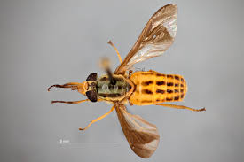 Attēlu rezultāti vaicājumam “Chrysops”