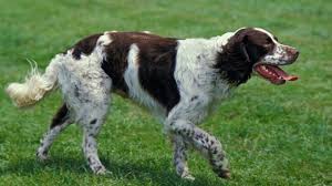 Znalezione obrazy dla zapytania francuski