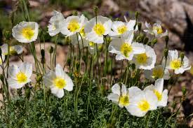 Image result for Alpenmohn
