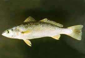 Image result for Cynoscion regalis