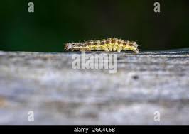 Attēlu rezultāti vaicājumam “Orthosia sp. larva”