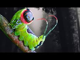 Attēlu rezultāti vaicājumam “Cerura vinula larva”