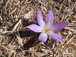 Attēlu rezultāti vaicājumam “Colchicum szovitsii subsp. szovitsii flower”