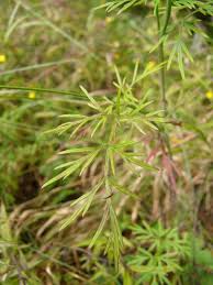 Attēlu rezultāti vaicājumam “Cnidium dubium”