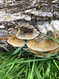 Attēlu rezultāti vaicājumam “Coriolopsis trogii”