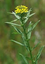 Attēlu rezultāti vaicājumam “Erysimum hieracifolium”