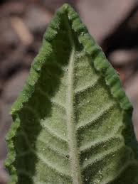 Attēlu rezultāti vaicājumam “Primula veris leaf”