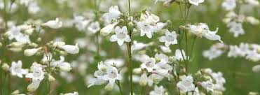 Image result for Penstemon