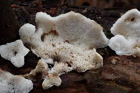 Attēlu rezultāti vaicājumam “Postia leucomallella”