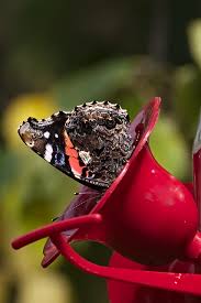Attēlu rezultāti vaicājumam “Vanessa atalanta underside”