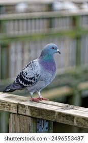 Attēlu rezultāti vaicājumam “Columba livia f. domestica adult”