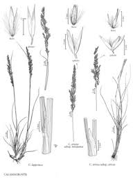 Attēlu rezultāti vaicājumam “Calamagrostis stricta”