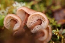 Attēlu rezultāti vaicājumam “Collybia acervata”