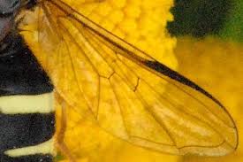 Attēlu rezultāti vaicājumam “Dasysyrphus tricinctus”