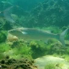 Image result for Liza aurata