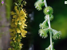 Attēlu rezultāti vaicājumam “Agrimonia eupatoria flower”