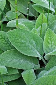 Attēlu rezultāti vaicājumam “Stachys officinalis leaf”