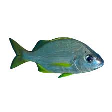 Image result for Pomadasys incisus