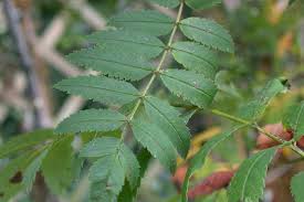 Attēlu rezultāti vaicājumam “Sorbus aucuparia leaf”