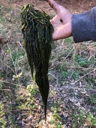 Attēlu rezultāti vaicājumam “Platyhypnidium riparioides”