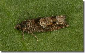 Attēlu rezultāti vaicājumam “Epinotia immundana”