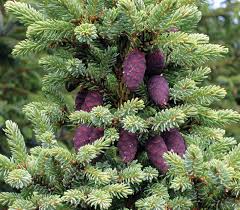 Attēlu rezultāti vaicājumam “Picea”