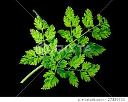 Image result for Anthriscus cerefolium