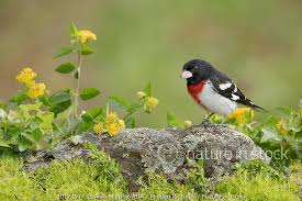 Image result for Pheucticus ludovicianus