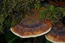 Attēlu rezultāti vaicājumam “Inonotus rheades”