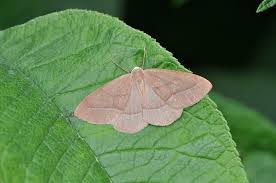 Attēlu rezultāti vaicājumam “Hylaea fasciaria”