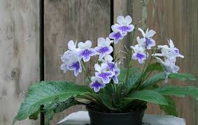 Image result for Streptocarpus