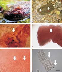 Attēlu rezultāti vaicājumam “Hildenbrandia rivularis”