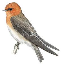 Attēlu rezultāti vaicājumam “Hirundinidae”