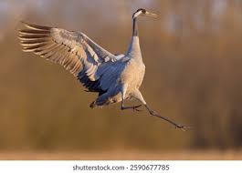 Attēlu rezultāti vaicājumam “Grus grus”